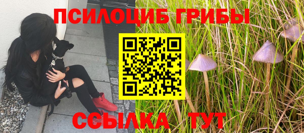 Светлоград  Псилоцибиновые грибы Psilocybine cubensis  Вход с VPN 